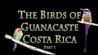 Birds of Guanacaste Costa Rica  1 [upl. by Emerick]