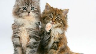 Animal Planet  Cats 101  Maine Coon [upl. by Farmer587]