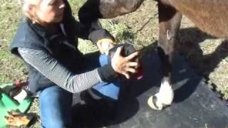 Horse Boots  Cavallo Sport Hoof Boot Fitting [upl. by Ydospahr]