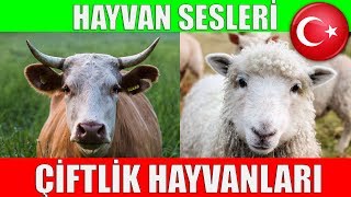 Çiftlik Hayvanları ve Hayvan Sesleri  Çocuklar ve Bebekler için Türkçe Okul Öncesi Eğitici Video [upl. by Bunow501]