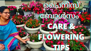 Jessys Days EP 27 Chinese Balsam Impatiens Plant Care and Flowering Tips 16 DIFFERENT COLORS [upl. by Sulrac]