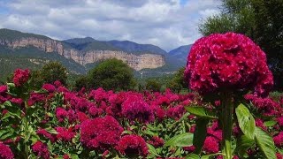 Celosia Cristata Origens Cultivo e Aplicações Paisagísticas [upl. by Aimej]