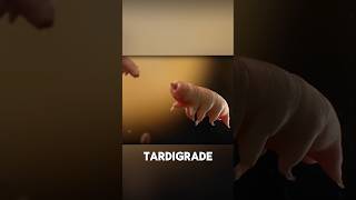 Tardigrades vs Deadly Radiationquot [upl. by Ylim]