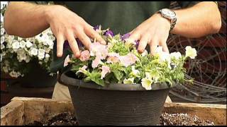 How to Plant your Surfinia Petunias [upl. by Frierson]