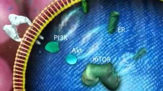 The mTOR pathway in ER advanced breast cancer [upl. by Shulem]