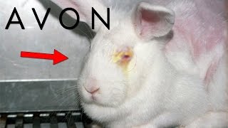 Los SECRETOS OCULTOS De AVON  ¿Realmente Usan Conejos [upl. by Sivlek]