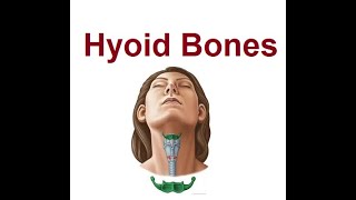 Hyoid Bone  The Bodys Only Floating  2024 [upl. by Neersin]