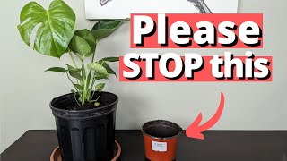 why people keep Killing their Monstera [upl. by Skardol]