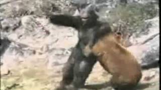 Bear vs Gorilla [upl. by Ethe161]