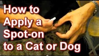 Deworming Cats Cheaply and Effectively [upl. by Cantlon325]