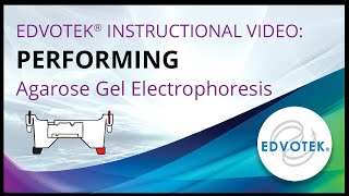 Performing Agarose Gel Electrophoresis  Edvotek Video Tutorial [upl. by Ahsoym]