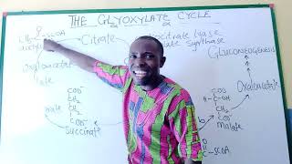 GLYOXYLATE CYCLE its theoretical explanation and metabolic pathway ADRENALINE D BAZUKA PROPHET [upl. by Elynad644]