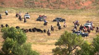 2015 Custer State Park Buffalo Roundup [upl. by Caldeira]