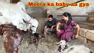 GOOD NEWS Meera ka baby aa gya calf deliverygircow [upl. by Butch]