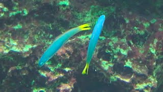 オグロクロユリハゼ Blacktail goby Ptereleotris heteroptera [upl. by Ayifas478]