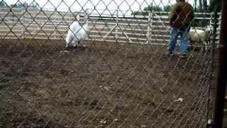 Samoyed Dog Herding  3 [upl. by Ehcrop675]