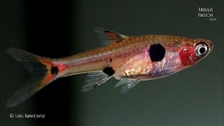 Dwarf Rasbora Rasbora maculata  Animalia Kingdom Show [upl. by Martainn428]