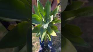 Harvesting Agave Attenuata Fox Tail Agave succulents [upl. by Aric]