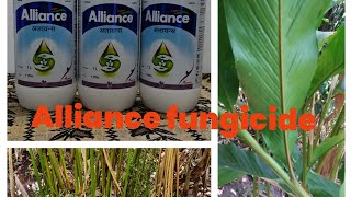 azoxystrobin 11tebuconazol 1830 Alliance Fungicide മഴകാലത്തിനു മുന്നോടിയായി കൊടുക്കാൻ പറ്റിയ [upl. by Sliwa197]