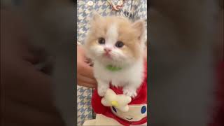 shortvideo cute cat [upl. by Rocray]