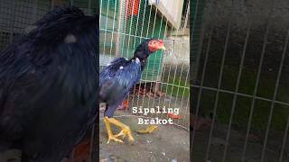 Sipaling Brakot blackbull ayambangkokindonesia ayam ayambangkokimport anakayambangkok [upl. by Aleekahs]