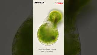 Green Algae 10 Examples of Green Algae  chlorophyceae biologyexams4u greenalgae [upl. by Tatman827]