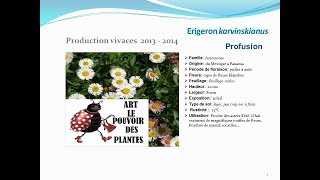 Erigeron karvinskianus Profusion plante vivace [upl. by Epuladaug393]