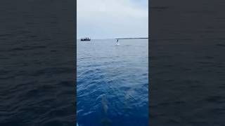 Incredible Dolphin jumps out of water❤️ Maldives [upl. by Toh779]