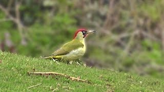 Green Woodpecker Foraging in The Grass [upl. by Adnavoj]