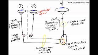 USMLE Tutorial  The Corneal Reflex [upl. by Rad352]