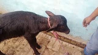 Tetanus in calf l treatment of tetanus l symptoms of tetanus l Dr Umar khan [upl. by Eninaej]