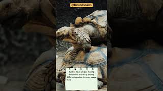 Untold Secrets of Turtle Mating Fascinating Courtship and Reproduction [upl. by Llertniuq361]