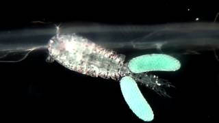 A salp symbiont copepod  Copépode simbionte de uma salpa [upl. by Assiled218]