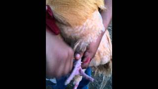 Removing spurs from a rooster easy spur removal [upl. by Nolte]