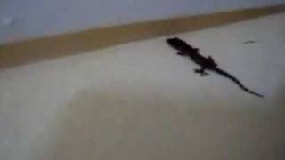 Black Hemidactylus turcicus Mediterranean House Gecko [upl. by Anatsirhc]