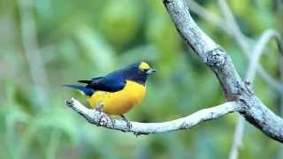 Tangara Amarillo Euphonia Violacea [upl. by Ahsenyl]