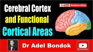 Cerebral Cortex and Functional Areas Dr Adel Bondok [upl. by Parish]