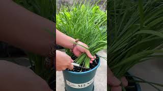 You can plant chives Grow your own pure natural green vegetables garden vegetables [upl. by Okiram]