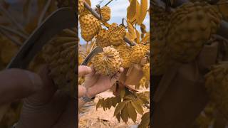 How To Grow Testy Fruit Enjoy Butiful Colourful Custard Fruit Amazing Chinese Fruits [upl. by Rennerb767]