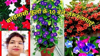 इन बारह मासी फूलों के बेलो ज़रूर लगाएँ  grow permanent flower vinelucky plantalmandaaprajitavin [upl. by Ricky141]