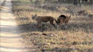 Indian Wild Dogs marking their territory [upl. by Michigan]