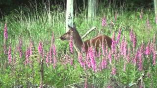 Jagd im Juni  Sommerjagd auf Rotwild Teil 2  Beute machen [upl. by Alliuqaj]