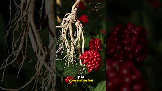 El Ginseng Panax ginseng plantas [upl. by Karab]