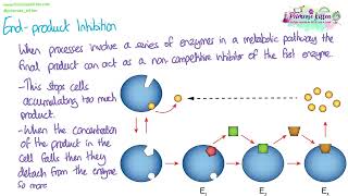 End product inhibition  Revision for Biology ALevel [upl. by Humfrey671]