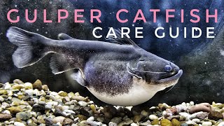 Gulper Catfish Care Guide Tips Feeding [upl. by Itsuj]