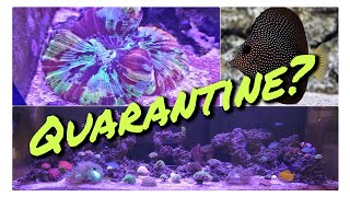 Ep 04 Quarantining new livestock how to Copper treatment  Disaster [upl. by Estrellita]