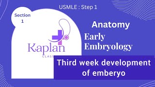 004 Anatomy Early embryology section 1 3th week development of embryo USMLE STEP 1 [upl. by Ludovick]