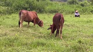 The old lady went to herd cows [upl. by Cormick162]