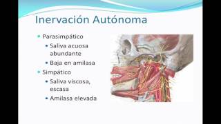 Glándulas salivales  Patología inflamatoria [upl. by Eat]