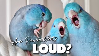 Are Parrotlets LOUD 2 Parrot Talking Sounds ฟอพัส Parrotlets As Pets Forpus Bird [upl. by Esiralc]